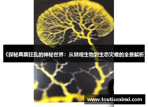 《探秘真菌狂乱的神秘世界：从微观生物到生态灾难的全景解析》